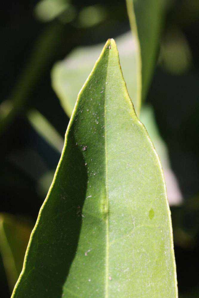              Margin (Riverside, CA)       